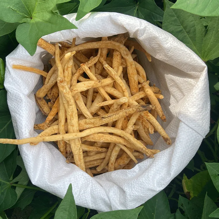 【沙参】 南沙参 川明参 煲汤 整根 搭配玉竹