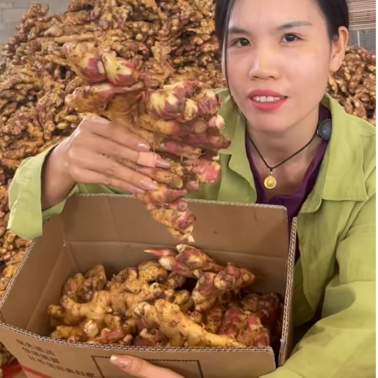 【品质精选】云南源产小黄姜新鲜现挖小黄姜新姜可腌制泡菜泡姜
