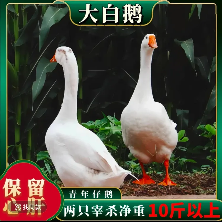 大白鹅【买一送一】农家散养大白鹅带心肝发两整只带头掌翅发顺丰