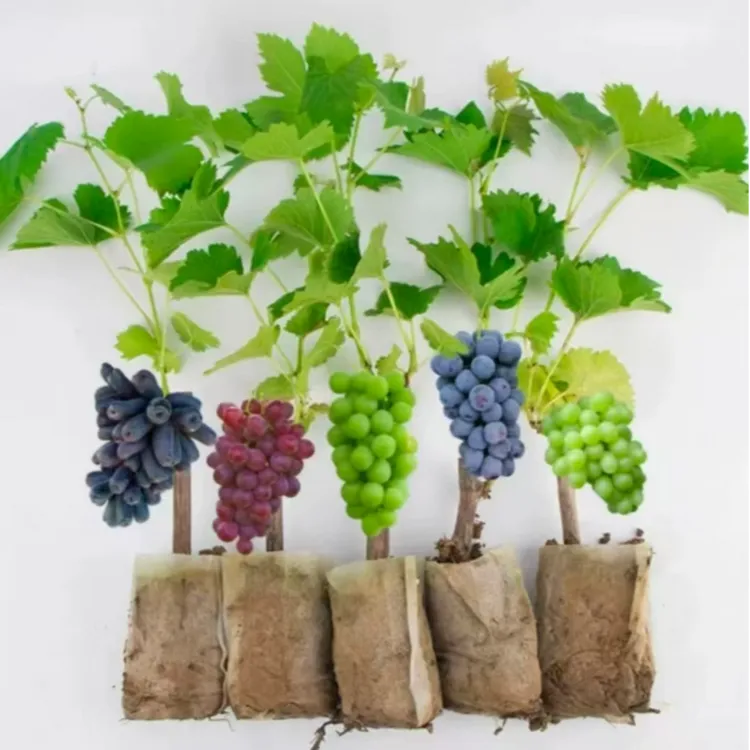 【营养杯葡萄小苗】 多个品种选择 基地现挖现发扦插葡萄果树苗