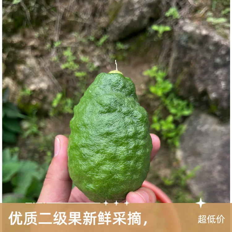 九斤装现摘柠檬鲜果产地直发二级果新鲜无籽广东香水柠檬青柠檬