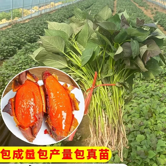 红薯秧苗种子脱毒烟台25年烤蜜薯苗红白糖心西瓜红高产番薯苗秧