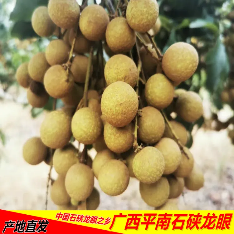 广西平南石硖龙眼新鲜现摘当季水果清甜多汁顺丰发货细核石硖龙眼