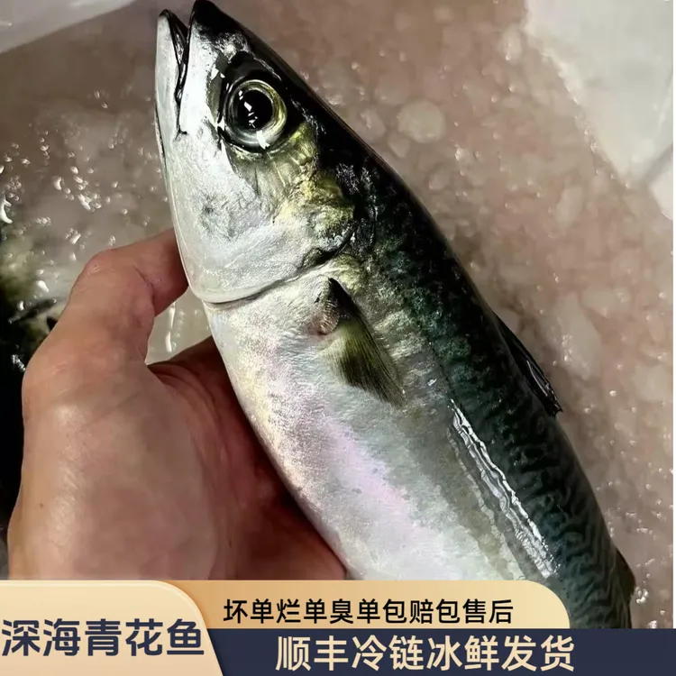 5斤装东山岛近海小船捕捞青占鱼花仙鱼鲐鲅鱼青花鱼马友鱼青鱼