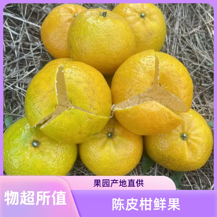 【大红果】茶枝柑鲜果陈皮柑鲜果果场直发3斤起包邮