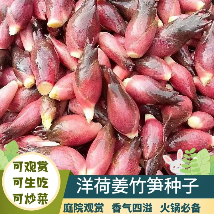【洋荷芽种子】家庭阳台小院盆栽地栽四季种植