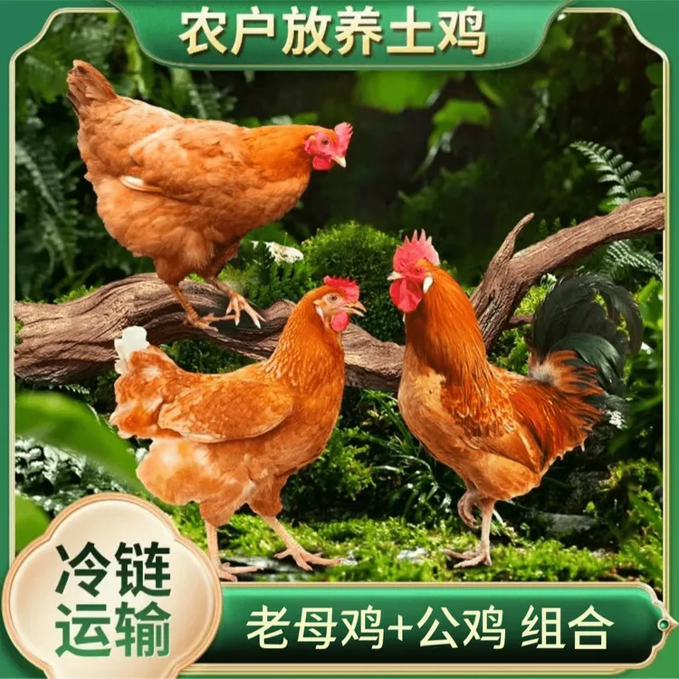 【生鲜冷链】三只两年老母鸡+一只公鸡 到手4只新鲜宰杀共净重10斤
