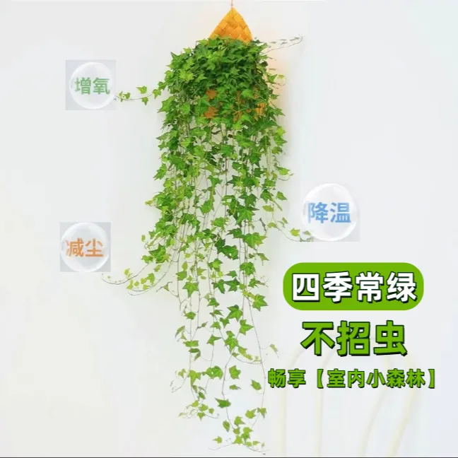 【市场半价】枫叶常春藤吊兰室内阳台好养懒人好养壁挂挂墙绿植盆栽
