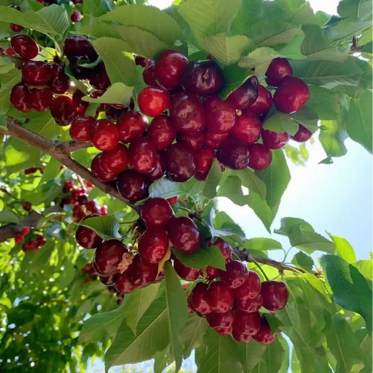 车厘子大樱桃树苗 美早 黑珍珠 桑提娜等盆栽地栽南北方均可种植