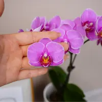 悠花里蝴蝶兰【紫蝶】（3.0寸）全花开花珠发货