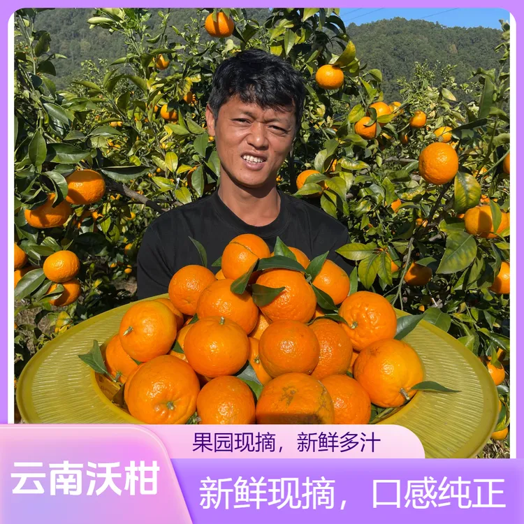 【正宗爆甜】云南高山老树沃柑爆甜多汁
