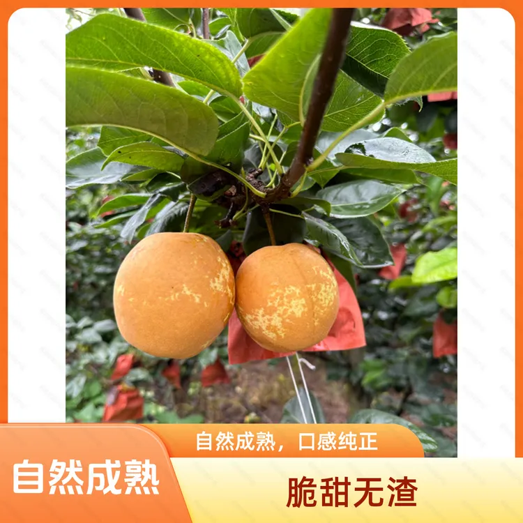 湖北百里洲现摘翠冠梨脆嫩砂梨新鲜多汁梨子无渣爽口鲜甜