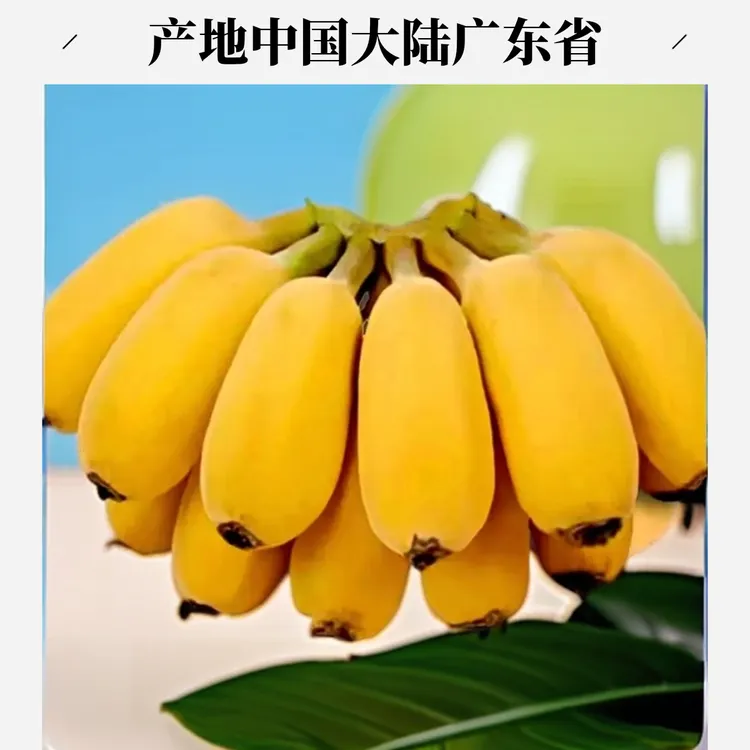 广东特级苹果蕉现摘果清甜软糯青粉蕉当季新鲜水果适合产妇孕妇食