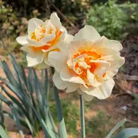 羊水仙种球【花车游行】3粒装