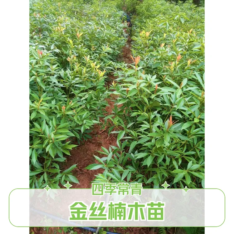 金丝楠木树苗四季常青庭院绿植