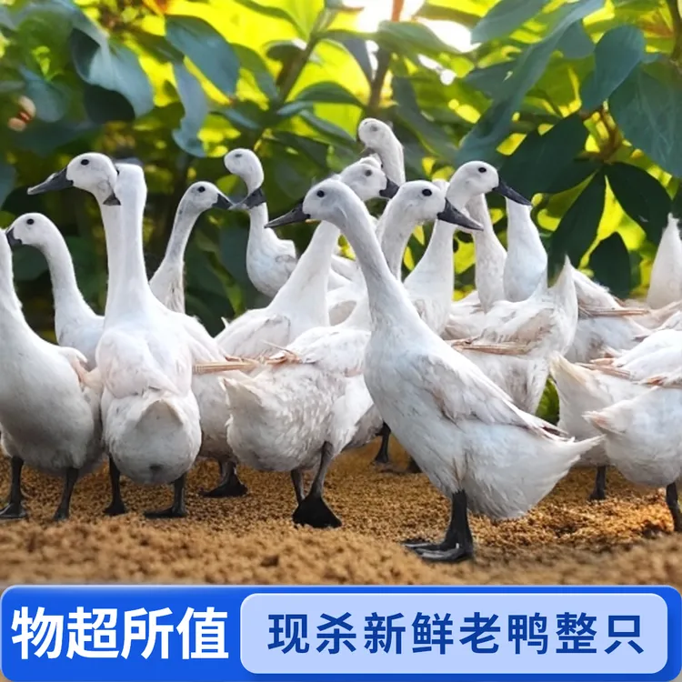 【现杀现发送10个鸭蛋】1-3年连城白鹭老白鸭农家散养整只老鸭