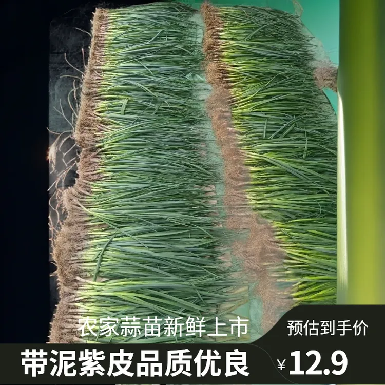 农家自种蒜苗新鲜红皮大蒜苗新鲜蔬菜香蒜红根带泥紫皮大蒜苗现挖
