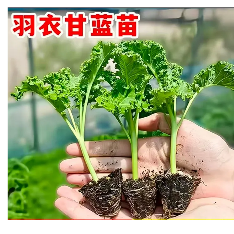 耐寒绿紫羽衣甘蓝四季花卉绿植盆栽种子菜苗水培植物盆栽
