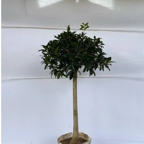 精品桂花树棒棒糖桂花流苏嫁接抗寒南北易成活