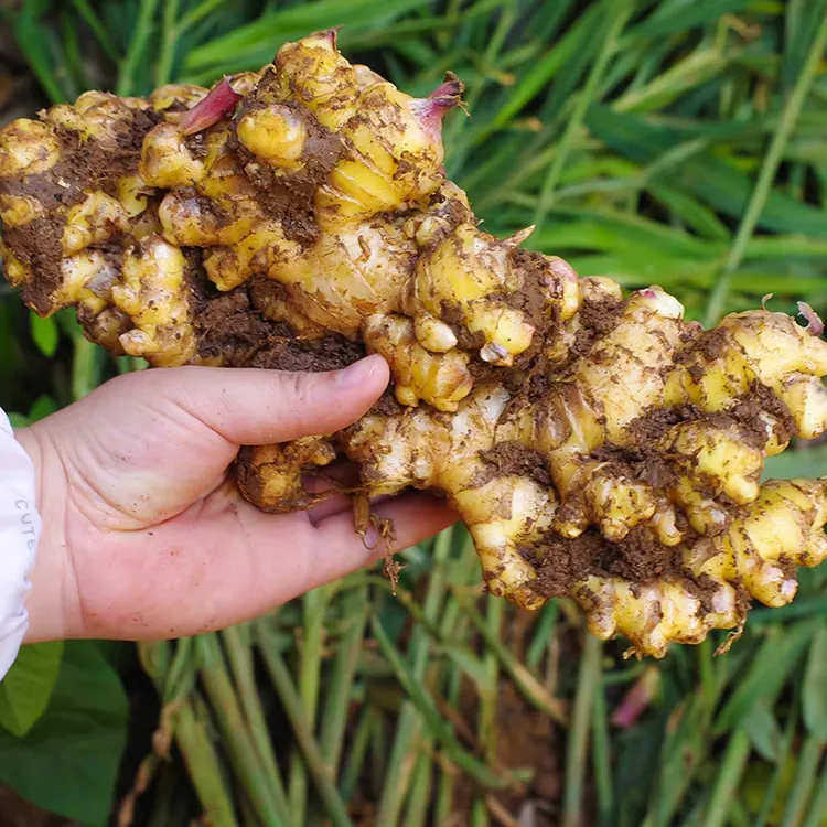 【商超精品姜5斤巨划算】小黄姜现挖新鲜生姜高山老姜月子姜现发