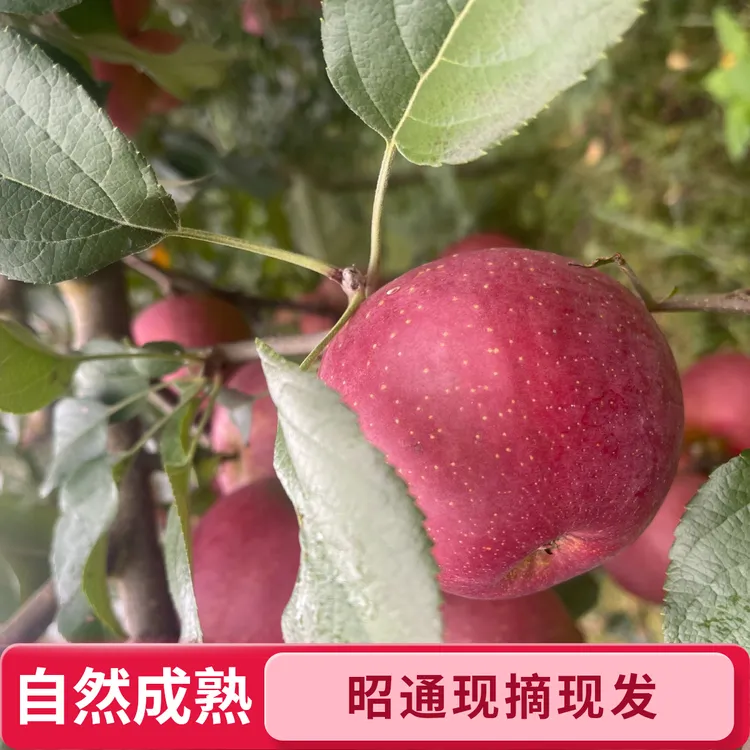 云南昭通现摘丑苹果脆甜多汁带冰糖心新鲜水果  与辉同起