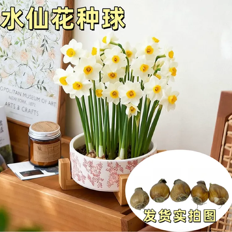 水仙花种球水养花卉绿植四季开花阳台庭院冬季水培种球植物