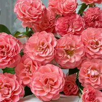 【云舍花卉】【华尔兹】多头玫瑰 全场任意满两单及以上鲜花包邮