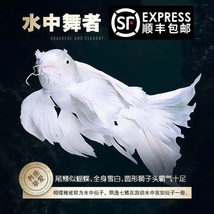 顺丰发货精选凤凰蝴蝶鲤鱼苗宠物小鱼蝴蝶鲤淡水蝴蝶鲤观赏鱼