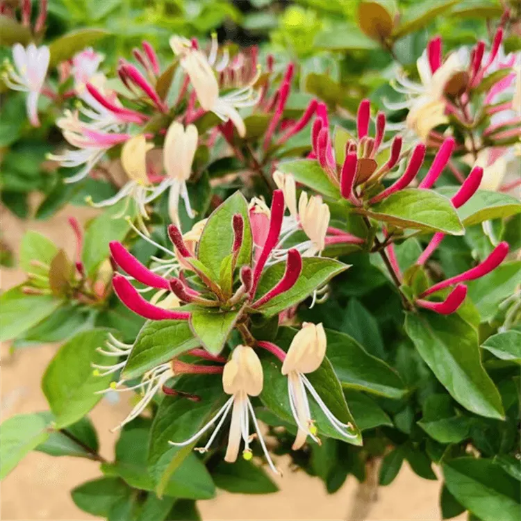 【】多色四季金银花树苗盆栽开花卉植物耐寒耐旱室内外阳台浓