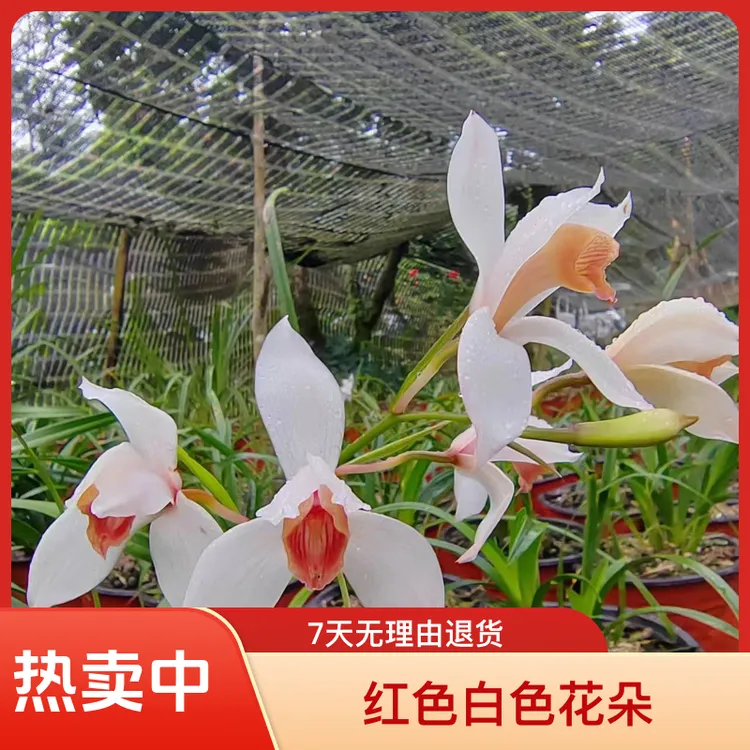 越南红柱兰，精品兰花，花朵白玉兰高雅易养活盆栽植物