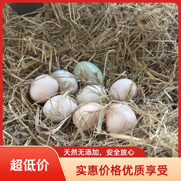 农家散养土鸡蛋开产蛋50枚送10枚（到手60枚）