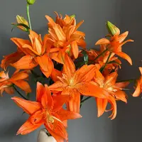 多头豹纹桔百合 生花苞小 任意2单以上发货包邮 