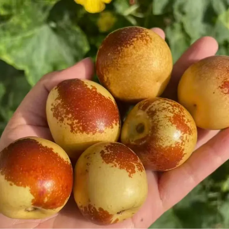 山东沾化多地冬枣脆甜皮薄新鲜当季水果