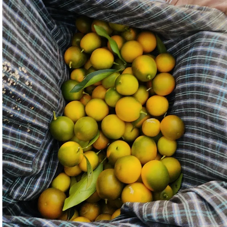 树河本地金桔  自然成熟