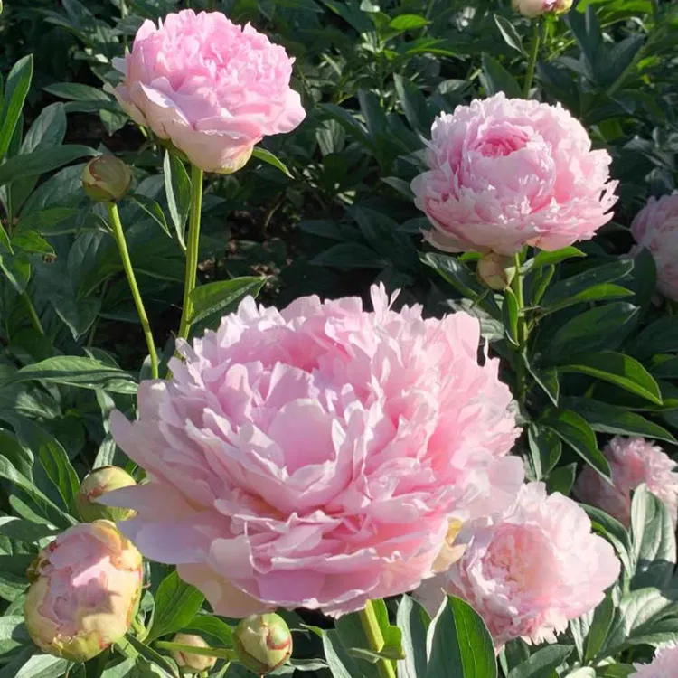 重瓣芍药花苗带芽开花种根阳台盆栽庭院鲜花观赏牡丹花卉植物