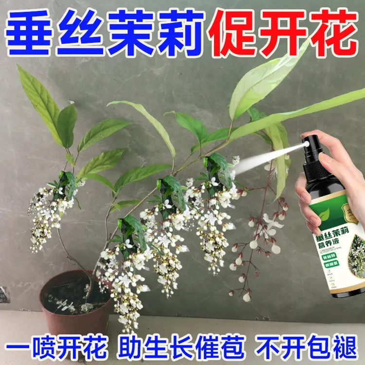 垂丝茉莉增肥延长花期促爆芽爆花助生长延花期预防僵苗专用营养液