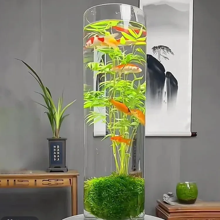 观音竹米竹水培绿植盆栽桌面好养鱼缸款竹子耐寒翠绿植物盆栽