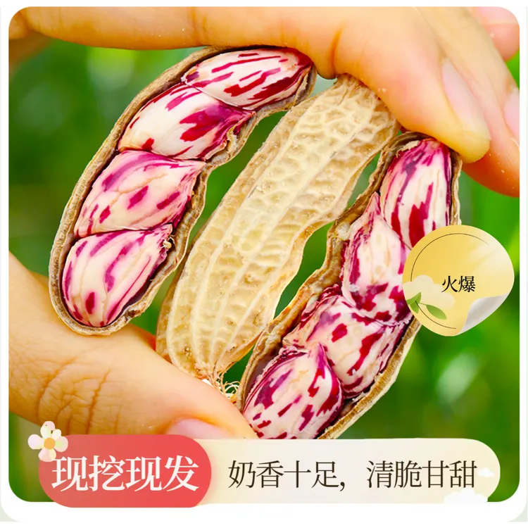 【七彩水果湿花生】新鲜带壳现挖湿花生 颗粒饱满 口感甜脆