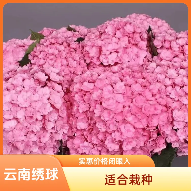 【太阳神殿】云南露天重瓣大花绣球 适合地栽