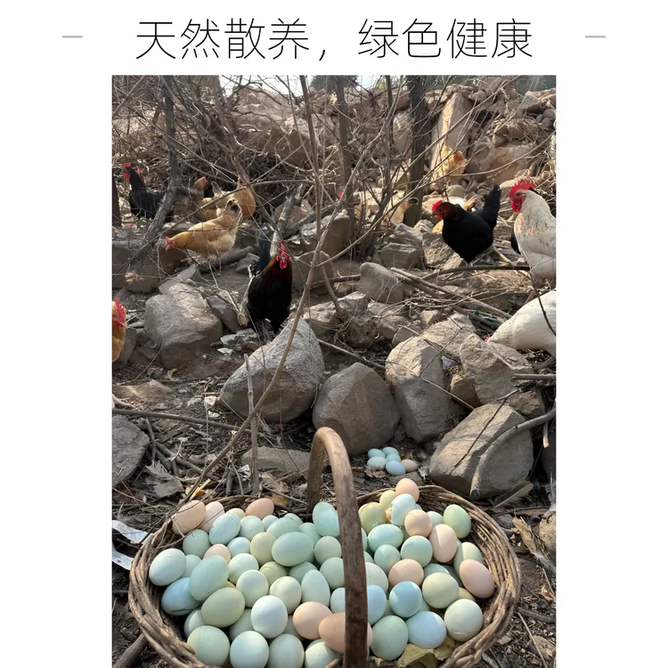 【鸿翠湾】千亩放养跑山鸡绿壳蛋