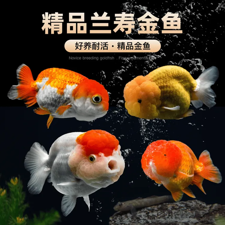 小金鱼小型淡水鱼活鱼水族兰寿金鱼观赏鱼冷水鹦鹉鱼顶红鎏金包邮
