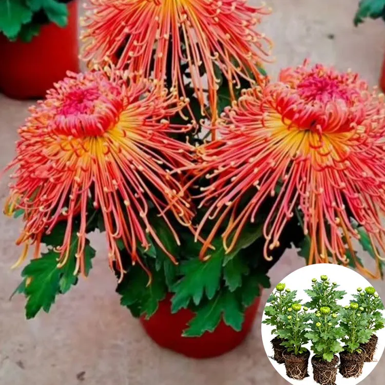 国华圣者菊花苗多年生大菊花苗绿植九月菊盆栽花卉四季开花室内外