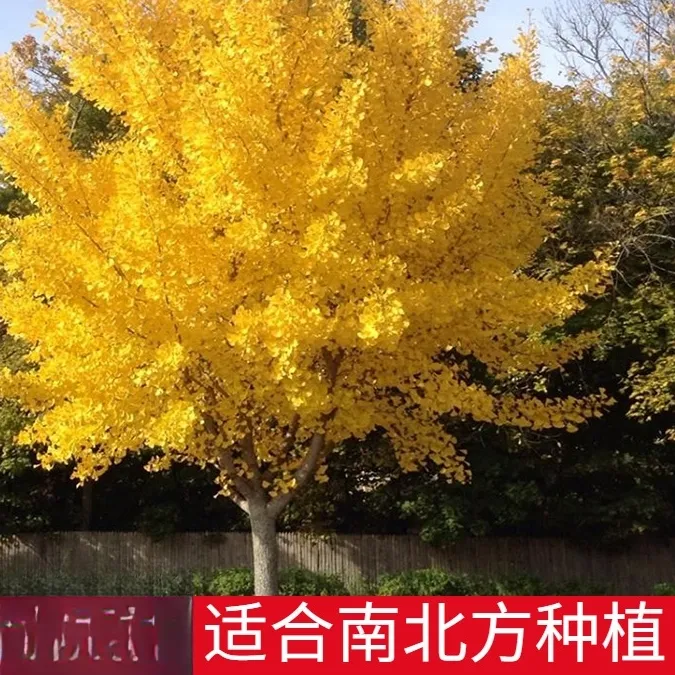 银杏树苗盆栽早金绿叶庭院别墅风景大型绿化树木白果小南北可种植