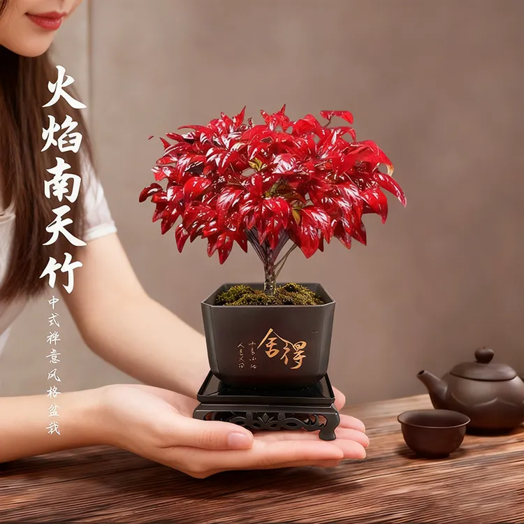 耐寒火焰南天竹盆栽秋冬红叶绿植物室内桌面年宵花卉盆景