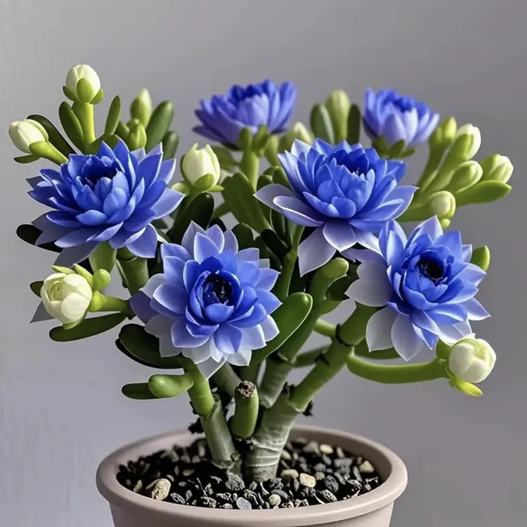 紫月寒【活动清仓夏】季驱蚊虫耐寒耐热浓香紫月寒多肉花卉重瓣大花