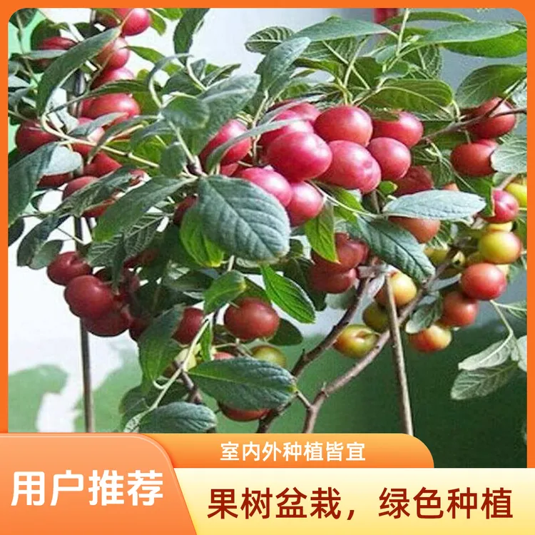 钙果苗山西果树苗酸甜大果耐寒抗旱盆栽庭院种植果苗