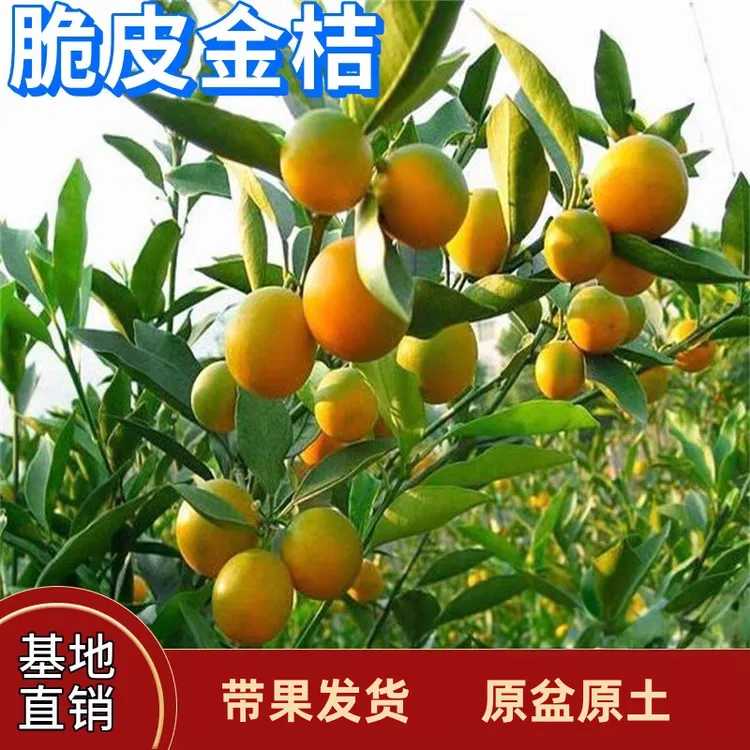 【带果发货】脆皮金桔树苗盆栽地栽阳台庭院楼顶室内橘子果树苗