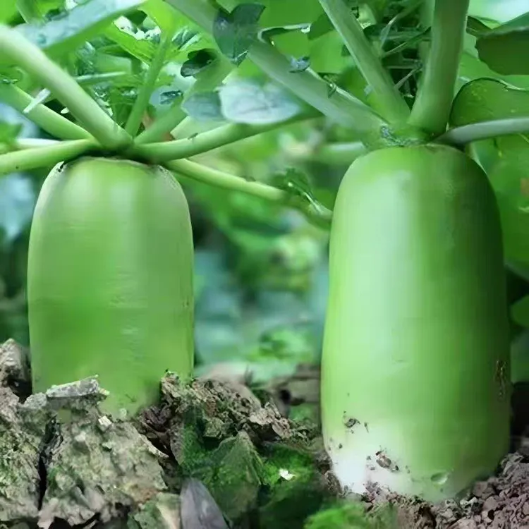 鲁城河张家湾白萝卜又脆又甜微辣可生吃新鲜现挖久煮不烂青萝卜