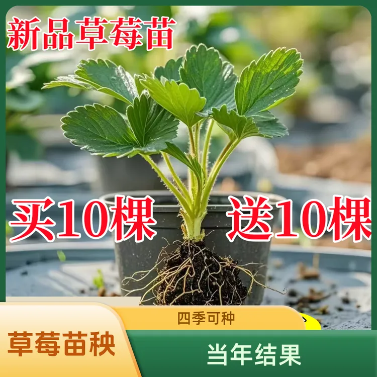 【新苗20天结果】奶油草莓秧苗盆栽四季草莓苗南方北方种植当年结果