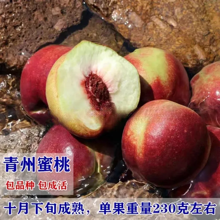 特晚熟桃树苗嫁接青州蜜桃树苗脆甜离核南方北方种植果树苗地栽